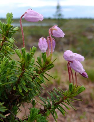 فیلودوک کارولیا